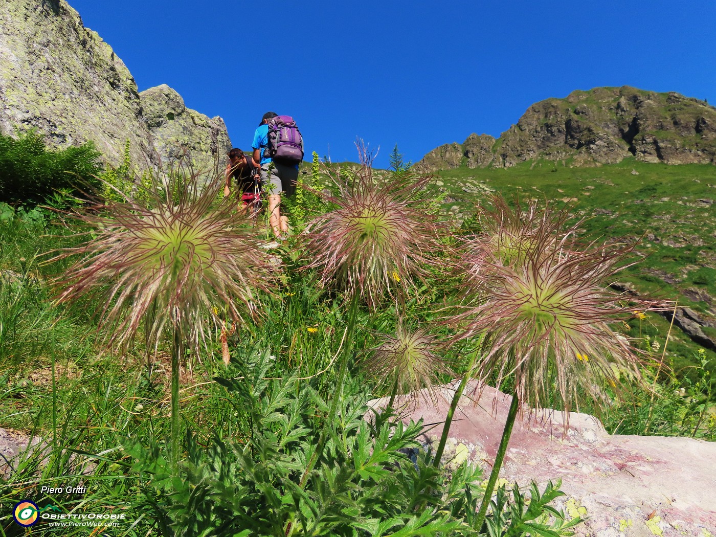 32 Pulsatilla alpina in infiorescenza piumosa.JPG